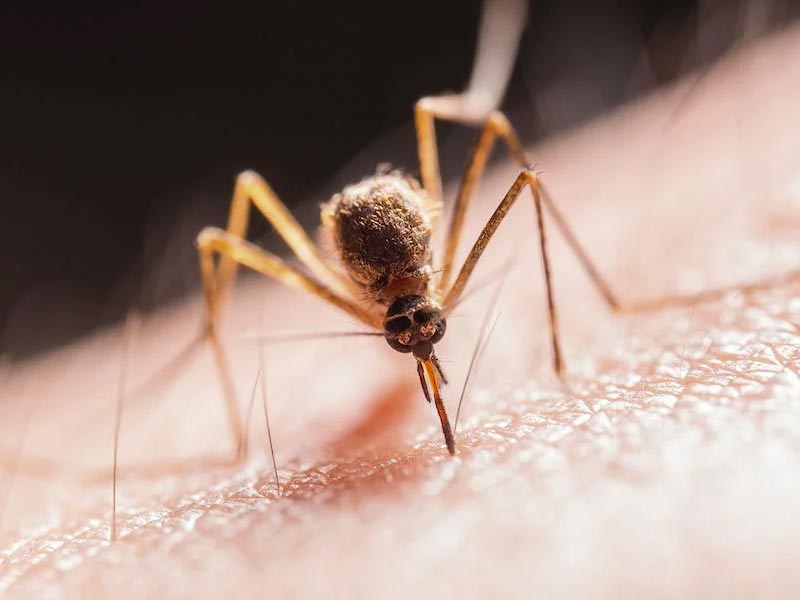 Mosquito Control Service
