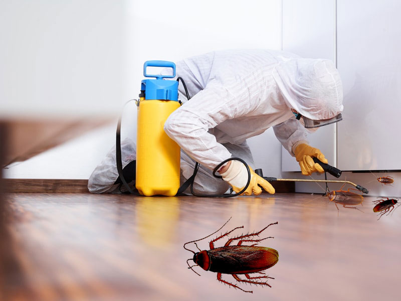 Office Pest Control